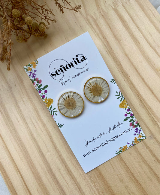 Chrysanthemum studs